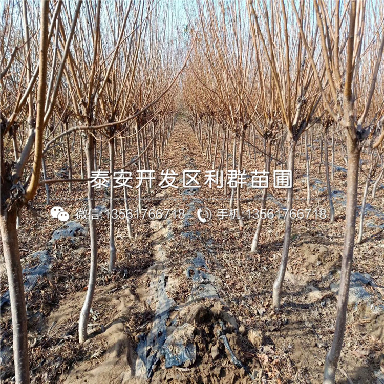 幸運(yùn)李子樹苗、幸運(yùn)李子樹苗報(bào)價(jià)及價(jià)格
