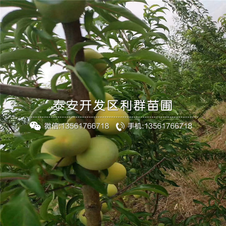 黑布林李子樹苗價(jià)格、黑布林李子樹苗基地
