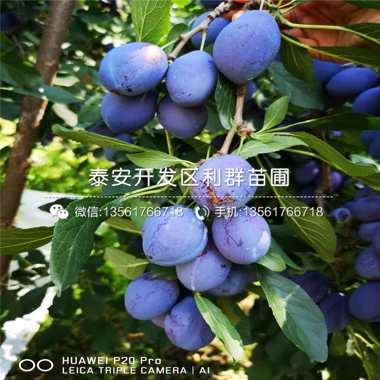 西梅女神李子苗、西梅女神李子苗價格及報價