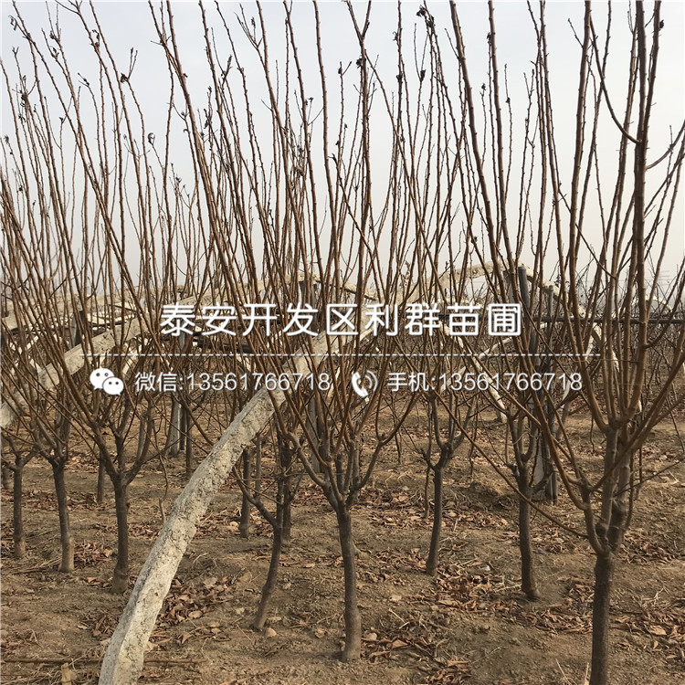 山東紅李子苗、山東紅李子苗價(jià)格及報(bào)價(jià)
