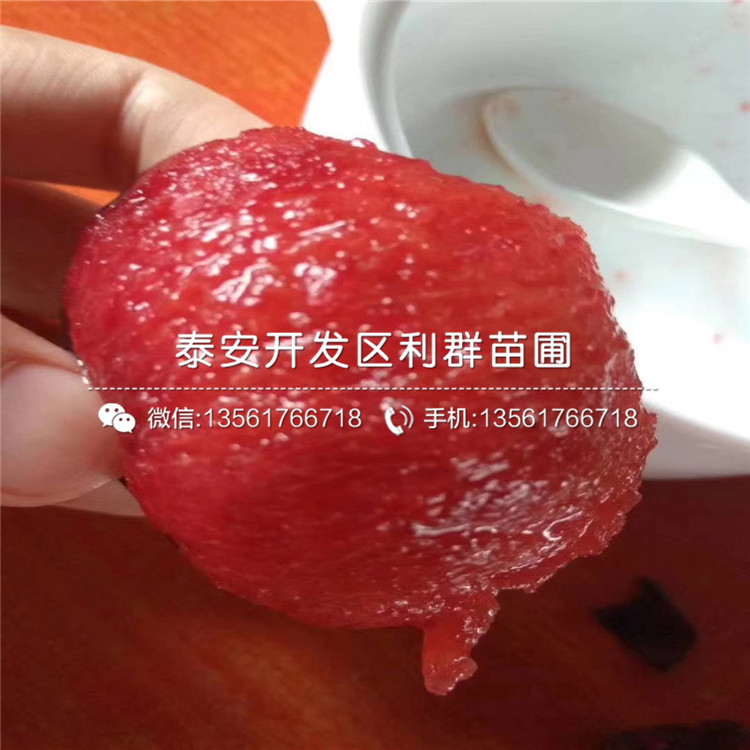 半邊紅李子苗多少錢、半邊紅李子苗多少錢一棵