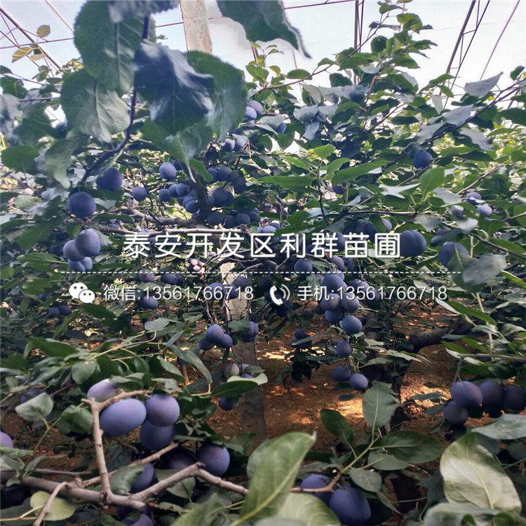 哪里有甜脆李子樹苗批發(fā)、甜脆李子樹苗多少錢一棵