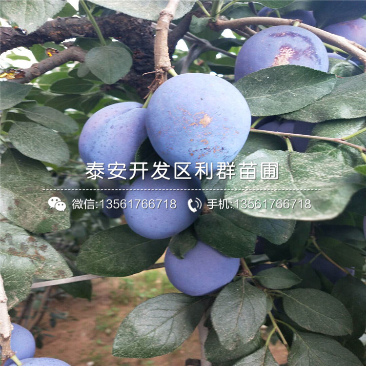 哪里有甜脆李子樹苗批發(fā)、甜脆李子樹苗多少錢一棵