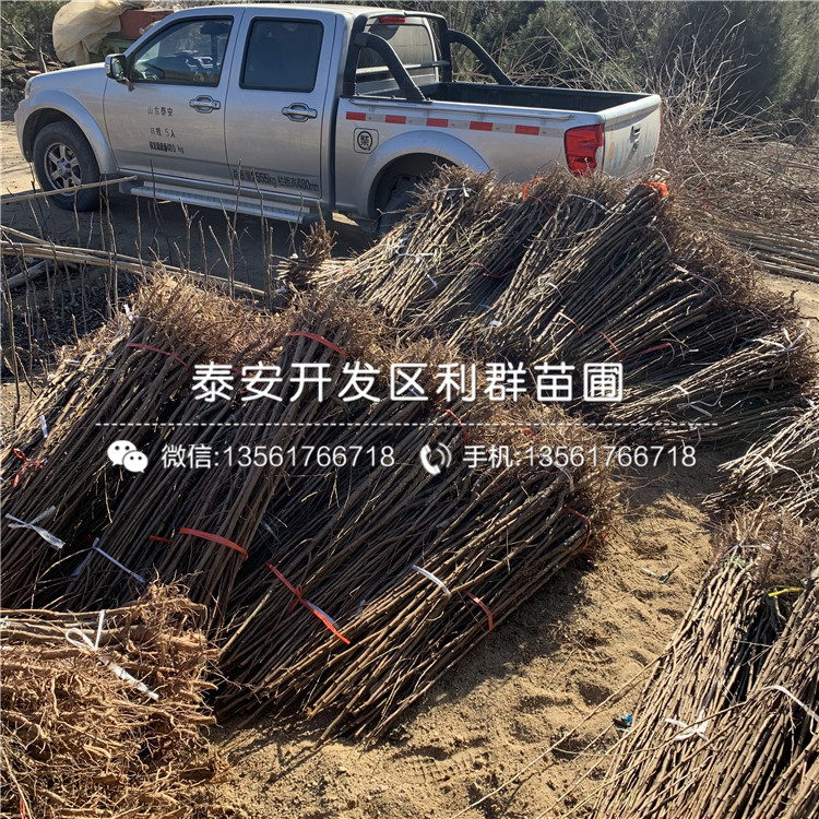 秋姬李子苗價格、秋姬李子苗報價