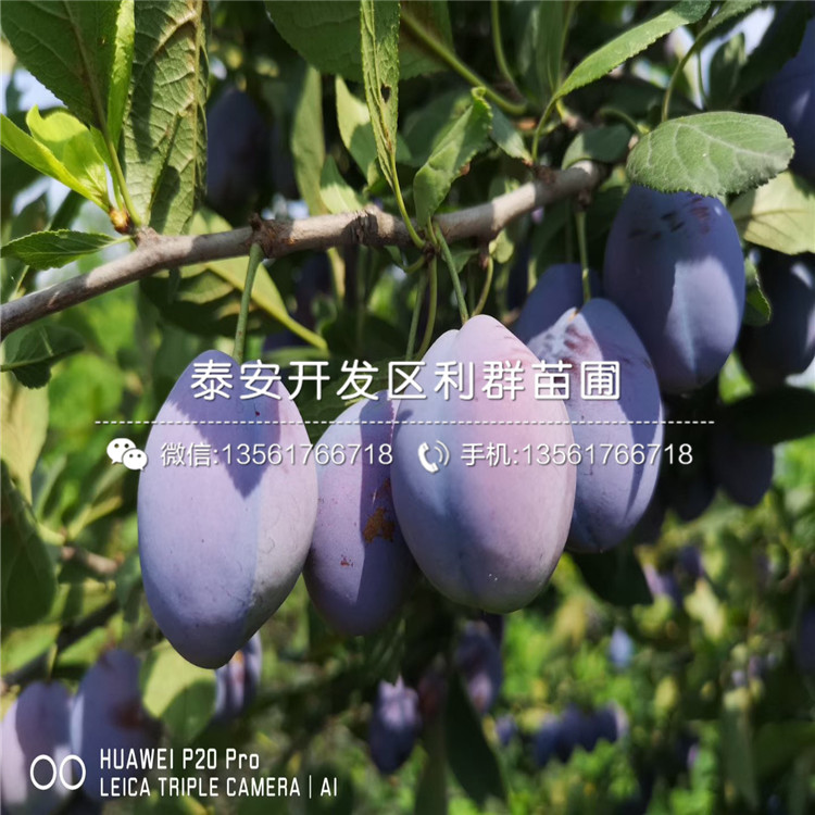 青脆李子苗哪里有賣、青脆李子苗多少錢一棵