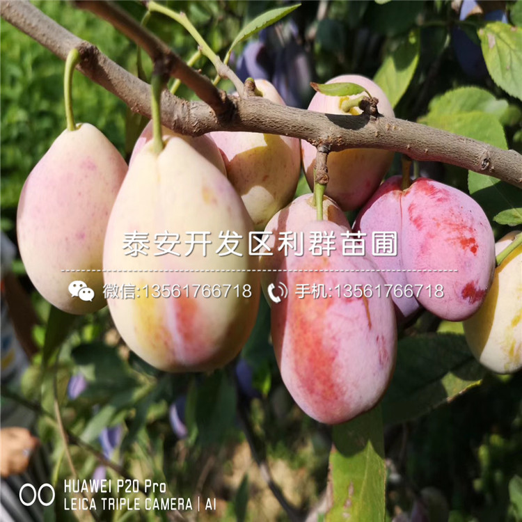 哪里有甜脆李子樹苗批發(fā)、甜脆李子樹苗多少錢一棵