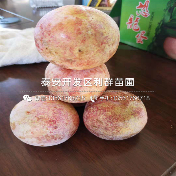 紅肉李子樹(shù)苗出售基地、紅肉李子樹(shù)苗多少錢(qián)一棵
