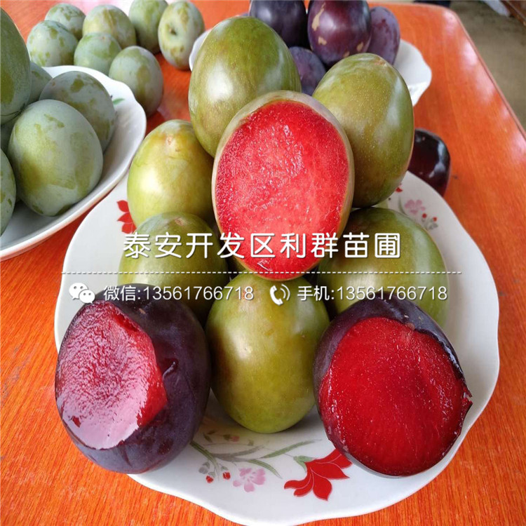 批發(fā)李子苗哪里便宜、批發(fā)李子苗價格是多少