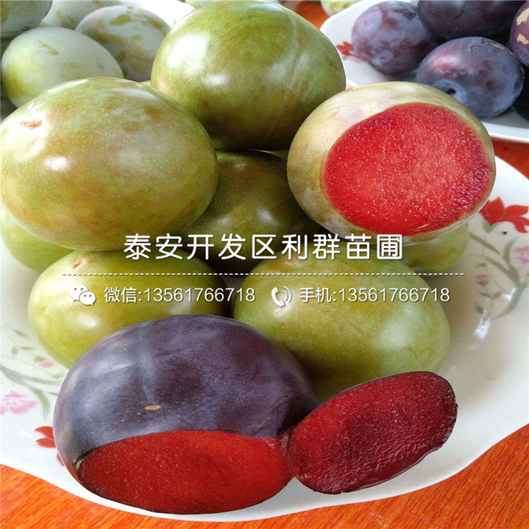 風(fēng)味玫瑰李子苗哪里便宜、風(fēng)味玫瑰李子苗價格是多少