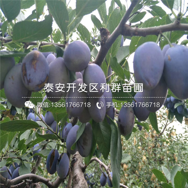 黑琥珀李子樹苗批發(fā)、黑琥珀李子樹苗基地
