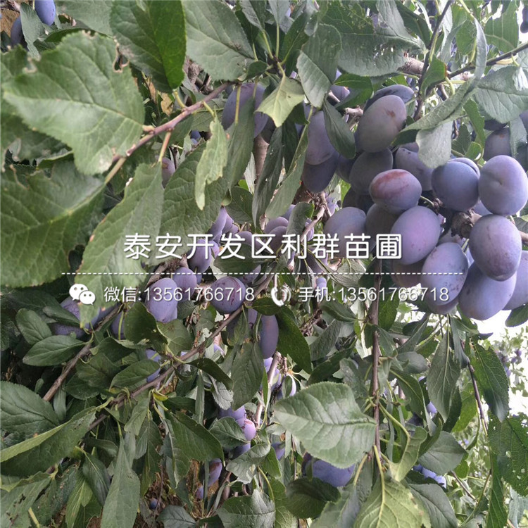 黑布林李子樹(shù)苗報(bào)價(jià)、黑布林李子樹(shù)苗多少錢(qián)一棵