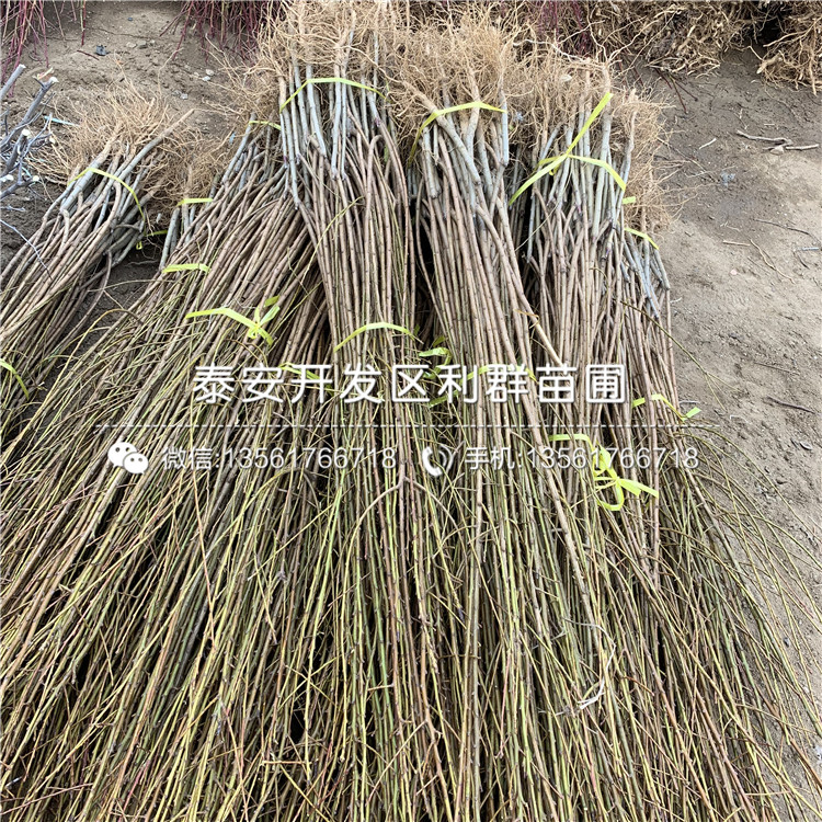 西梅藍(lán)蜜李子樹苗多少錢、西梅藍(lán)蜜李子樹苗多少錢一棵