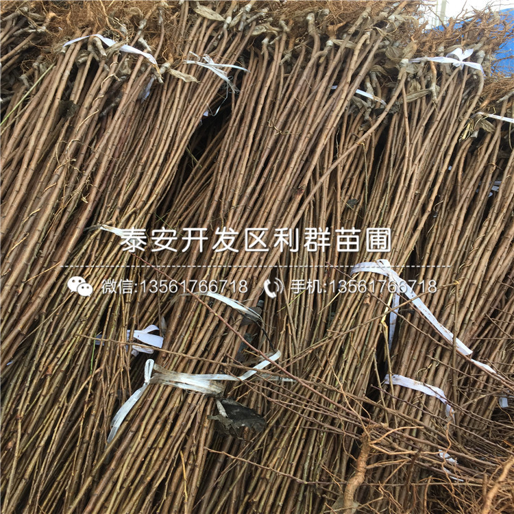 山東杏李樹苗、山東杏李樹苗報價及價格