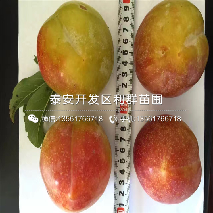 5公分李子樹苗價格、5公分李子樹苗價格