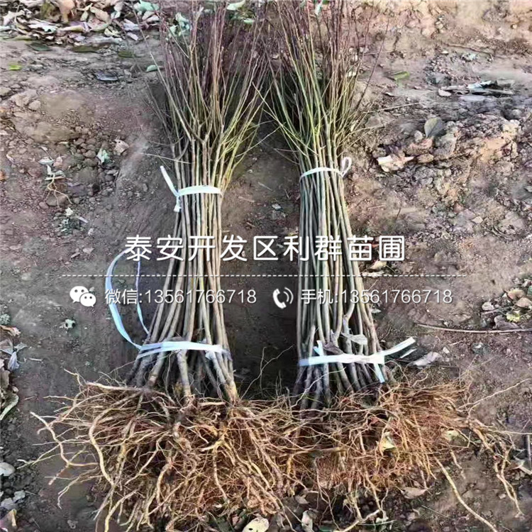紫琥珀李子苗多少錢、紫琥珀李子苗多少錢一棵