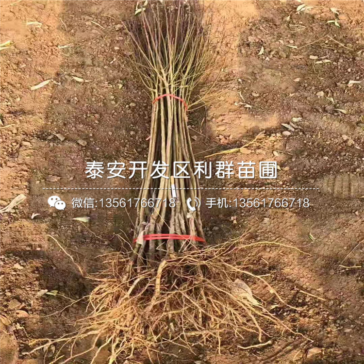 青脆李子苗哪里有賣、青脆李子苗多少錢一棵