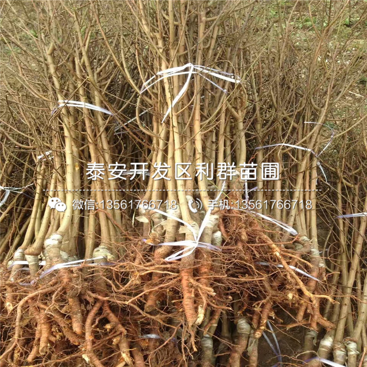 山東美國大紅李子苗、山東美國大紅李子苗新品種