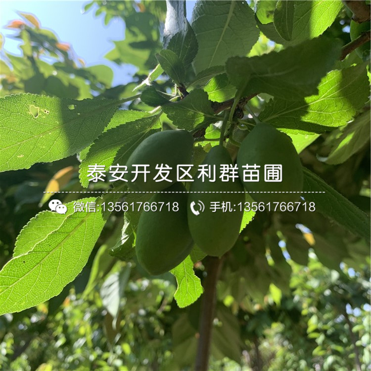 法蘭西李子苗出售、法蘭西李子苗基地