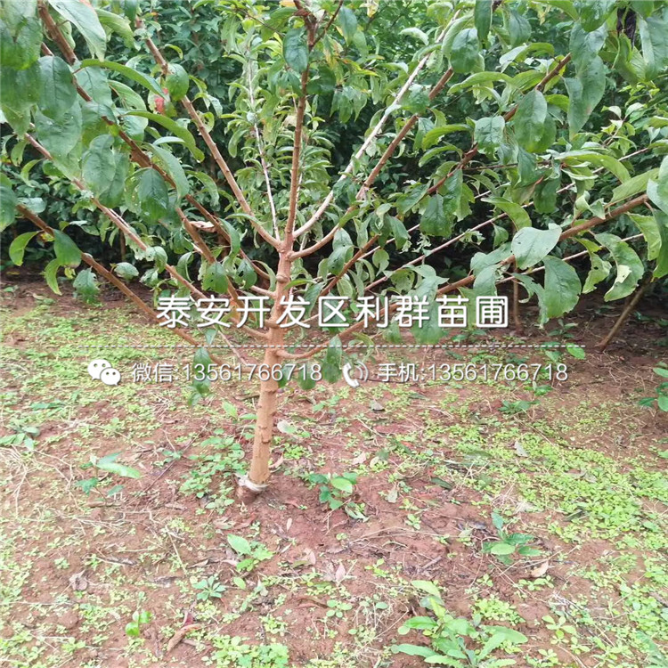 黑布林李子苗哪里便宜、黑布林李子苗價格是多少