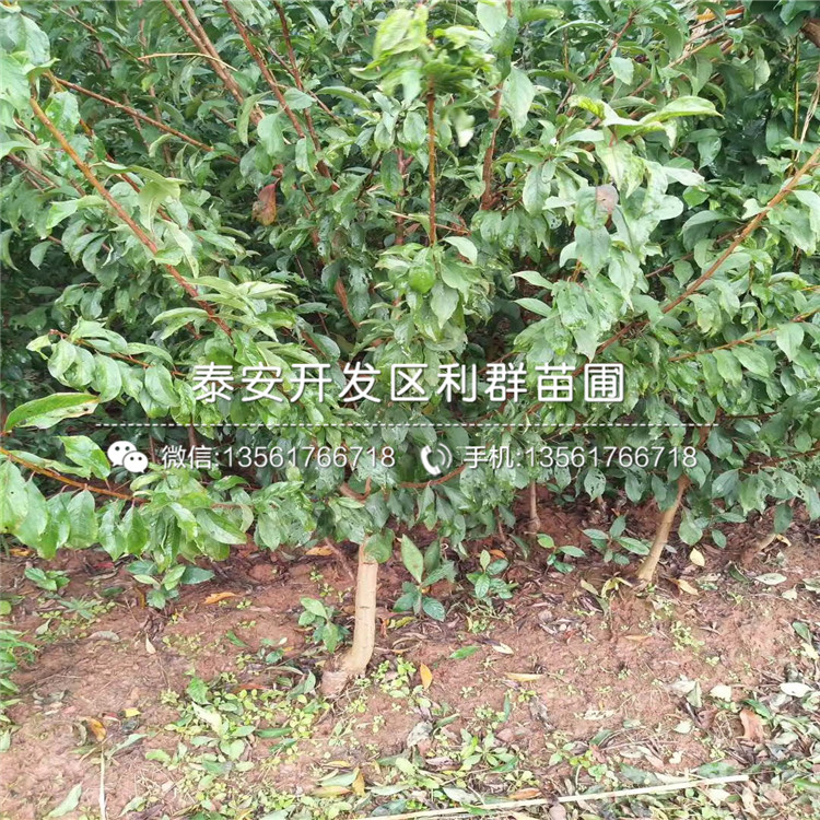 脆紅李子樹苗批發(fā)、脆紅李子樹苗價格