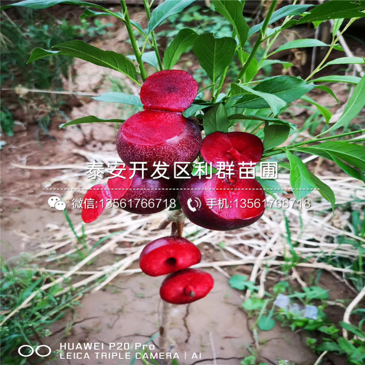 出售2公分李子苗、2公分李子苗多少錢一棵