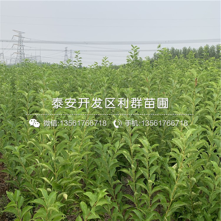 脆紅李子樹(shù)苗、脆紅李子樹(shù)苗出售價(jià)格