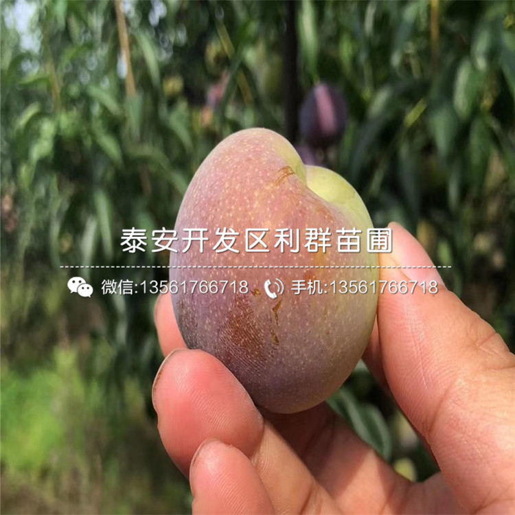 五月脆李子樹(shù)苗、五月脆李子樹(shù)苗批發(fā)價(jià)
