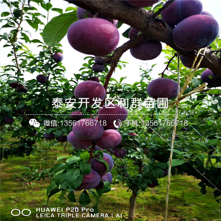 脆紅李子樹(shù)苗、脆紅李子樹(shù)苗出售價(jià)格