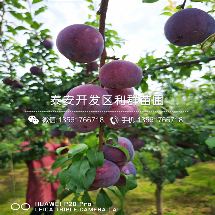 2019年紅布朗李子樹苗價(jià)格、紅布朗李子樹苗多少錢一棵