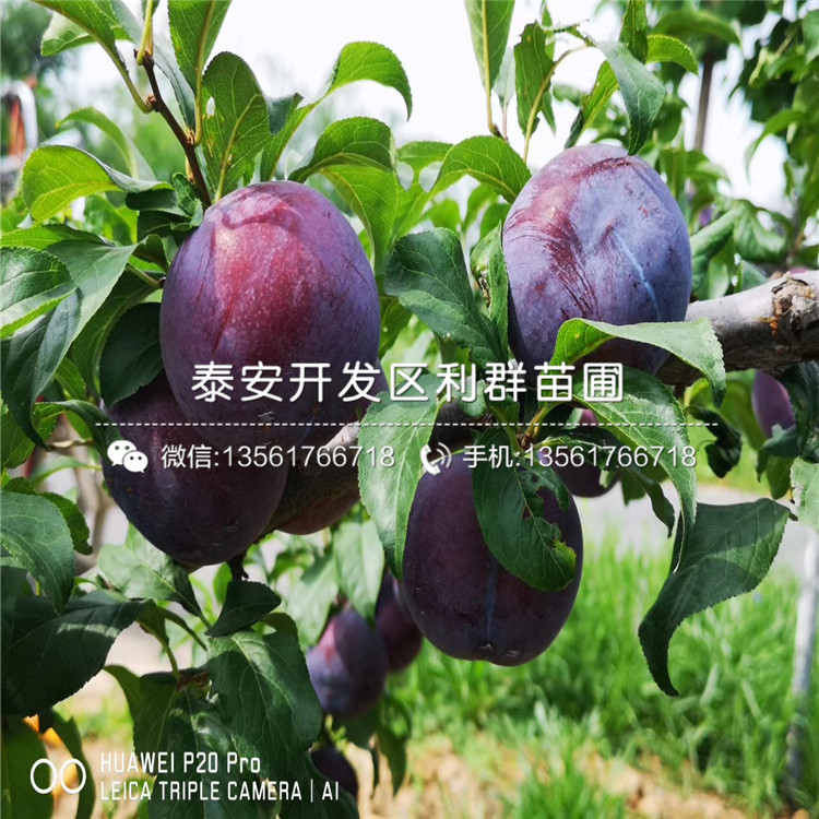 2019年大紅李子樹苗報(bào)價(jià)、大紅李子樹苗多少錢一棵