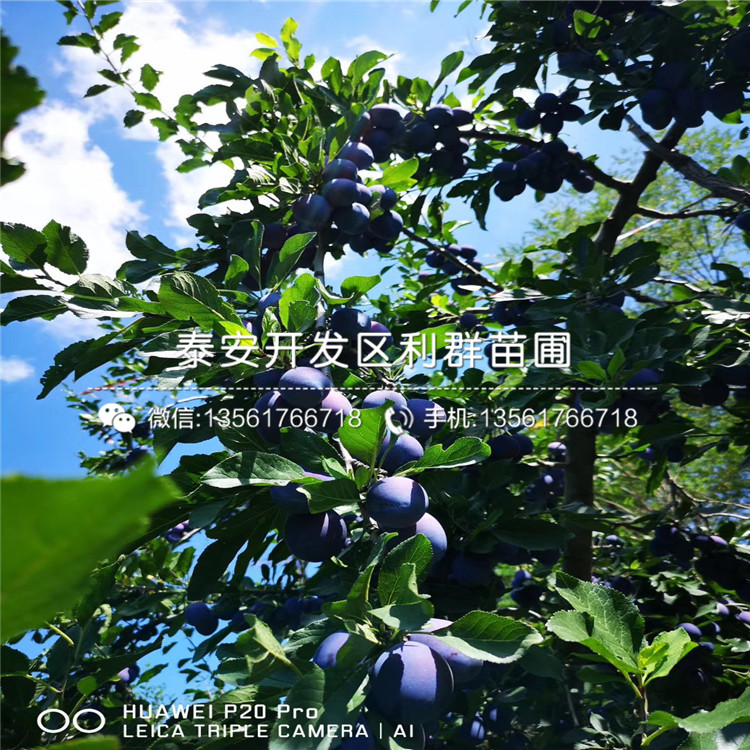 紫琥珀李子苗、紫琥珀李子苗基地