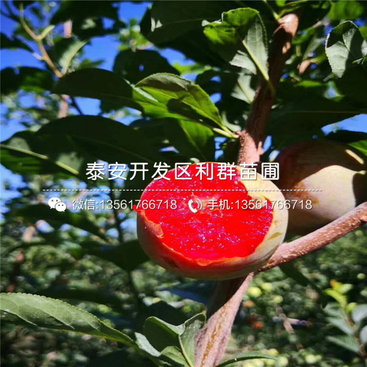 半邊紅李子苗多少錢、半邊紅李子苗多少錢一棵