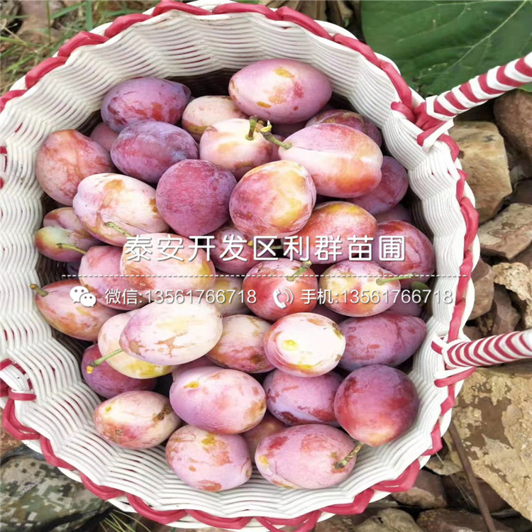 出售2公分李子苗、2公分李子苗多少錢一棵