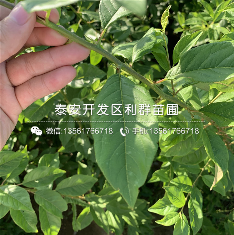 五月脆李子樹(shù)苗、五月脆李子樹(shù)苗批發(fā)價(jià)
