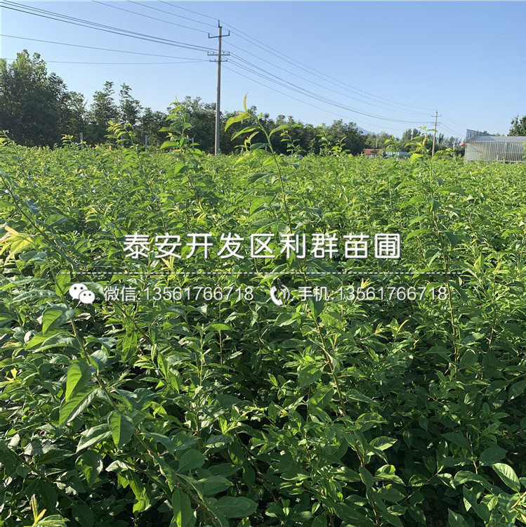 黃金李子樹(shù)苗報(bào)價(jià)、2019年黃金李子樹(shù)苗價(jià)格