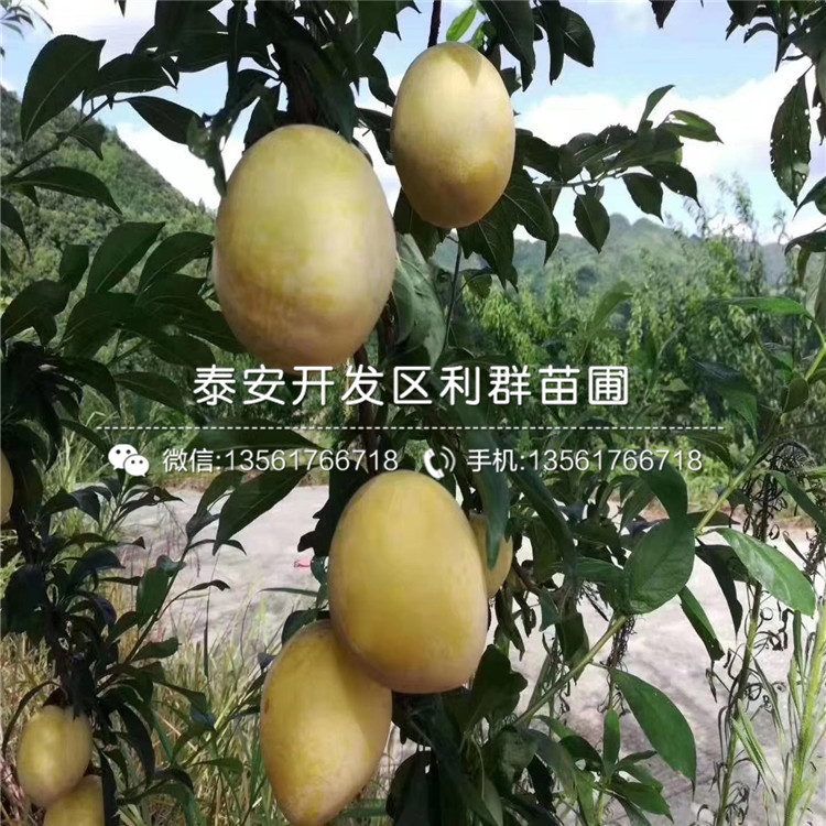 5公分李子樹(shù)苗、5公分李子樹(shù)苗價(jià)格及報(bào)價(jià)
