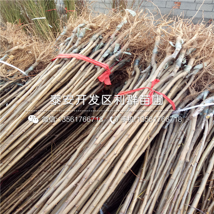 山東紅李子苗、山東紅李子苗價(jià)格及報(bào)價(jià)