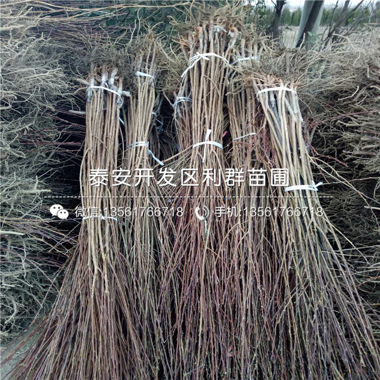 批發(fā)女皇女神李子樹(shù)苗、批發(fā)女皇女神李子樹(shù)苗多少錢(qián)一棵