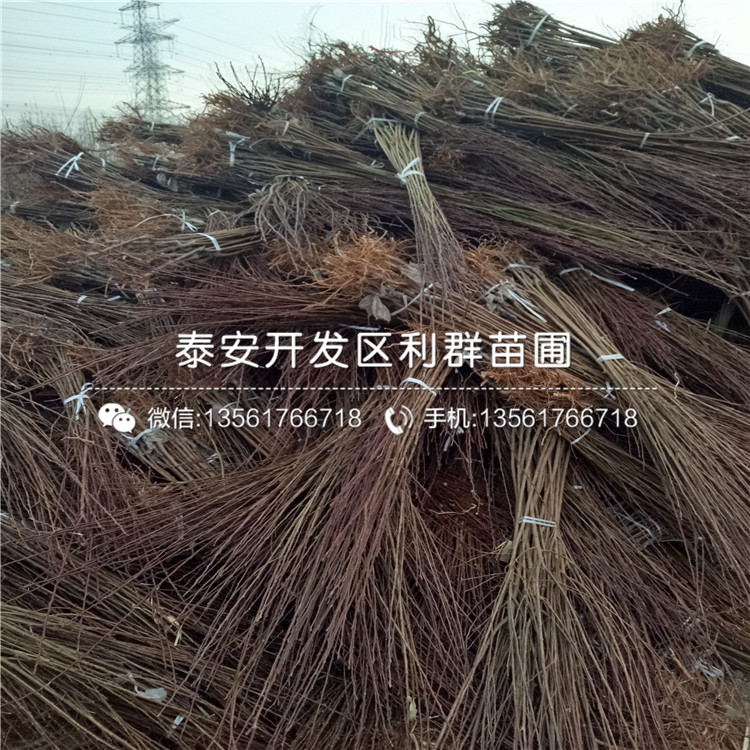 女神李子樹苗出售基地、女神李子樹苗多少錢一棵