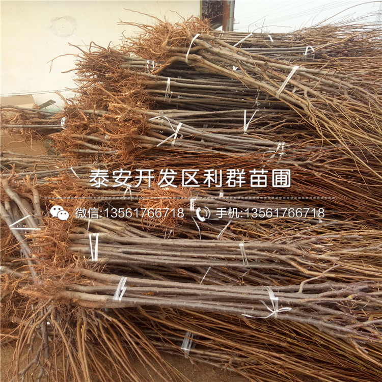 藍(lán)蜜李子苗出售、藍(lán)蜜李子苗多少錢一棵