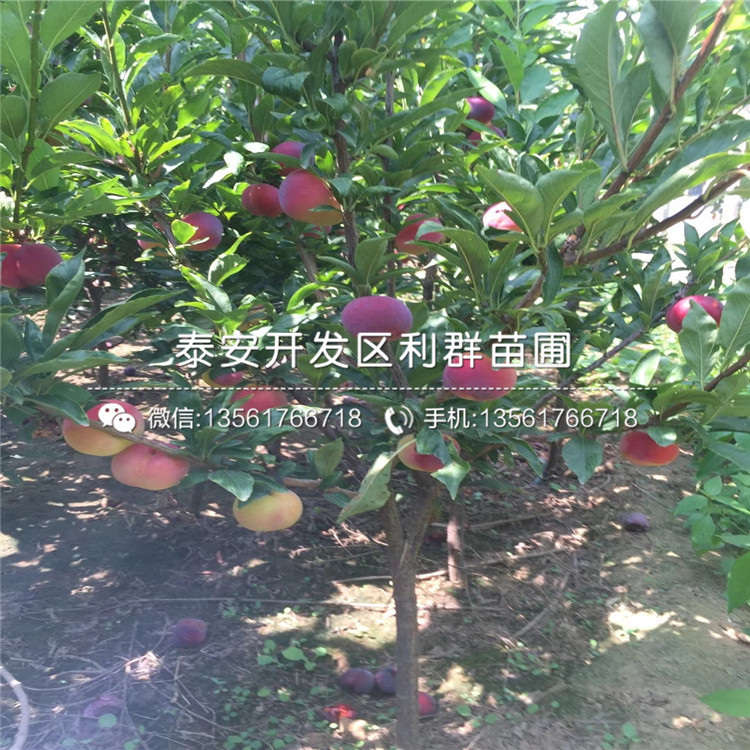 法蘭西李子樹苗、法蘭西李子樹苗批發(fā)價格
