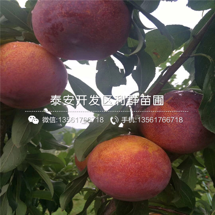 2019年紅布朗李子樹苗價(jià)格、紅布朗李子樹苗多少錢一棵