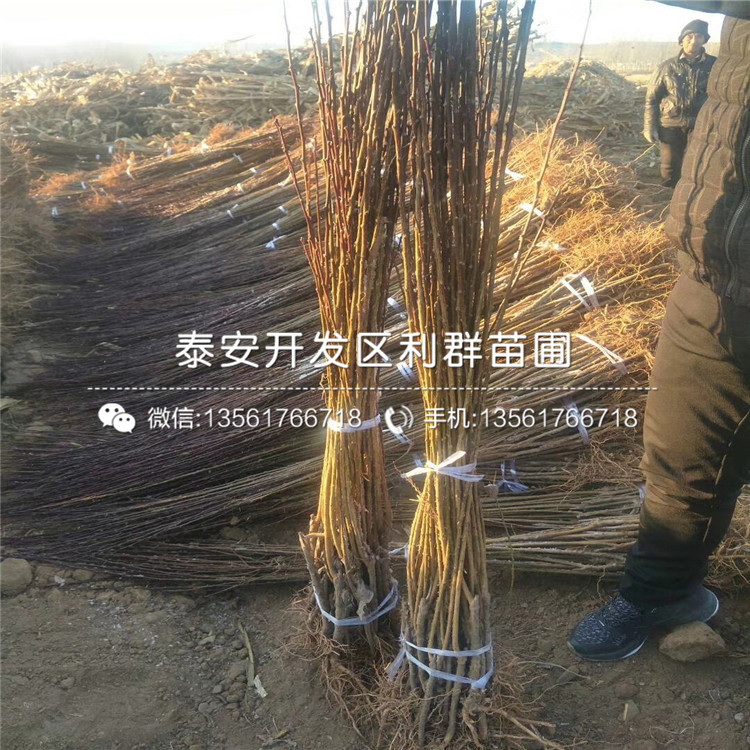 山東紅李子苗、山東紅李子苗價(jià)格及報(bào)價(jià)