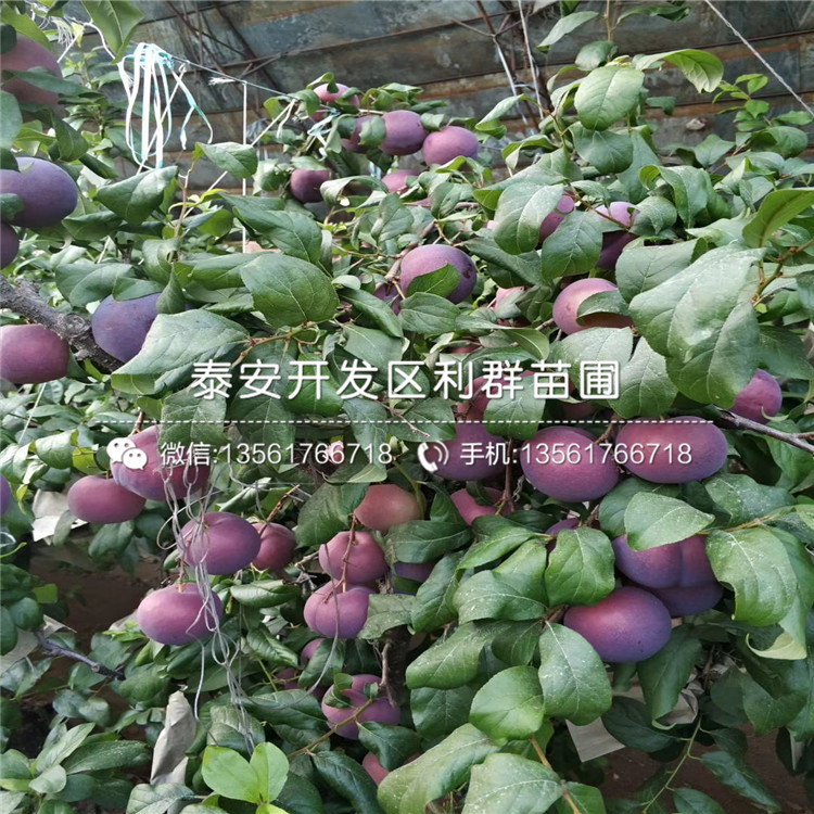 黑琥珀李子苗、黑琥珀李子苗多少錢