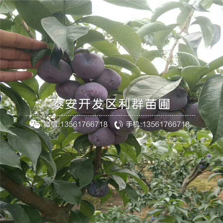法蘭西李子苗出售、法蘭西李子苗基地