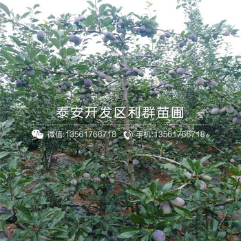 冰糖李子樹(shù)苗、冰糖李子樹(shù)苗出售基地