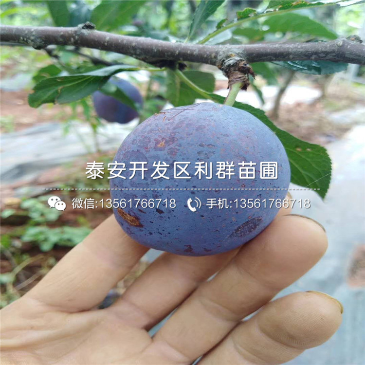 黑布林李子樹苗價(jià)格、黑布林李子樹苗基地