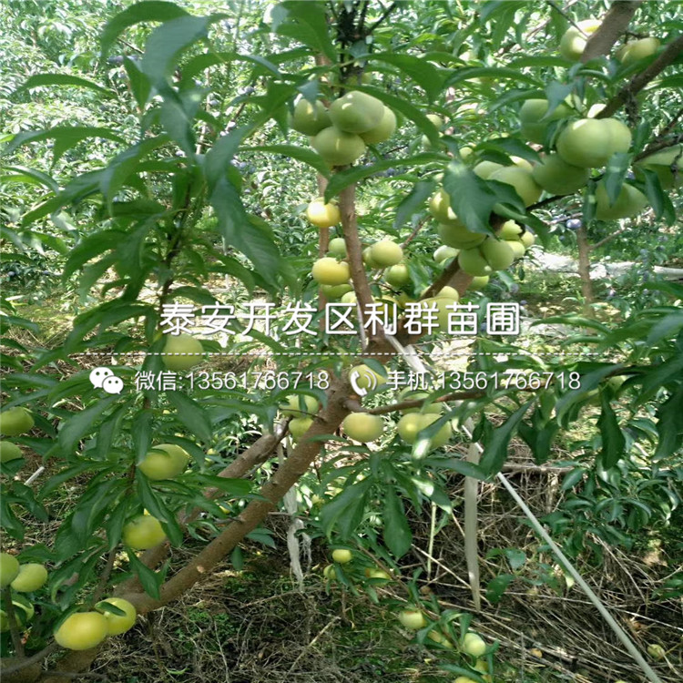 紫琥珀李子苗出售基地、紫琥珀李子苗價(jià)格及報(bào)價(jià)