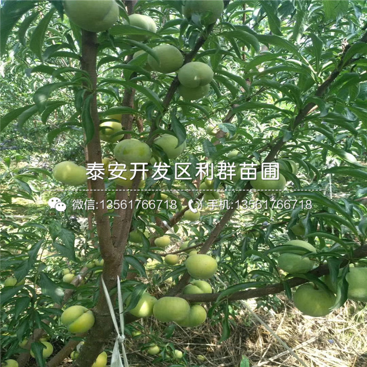 黃金奈李子樹苗、2019年黃金奈李子樹苗價(jià)格