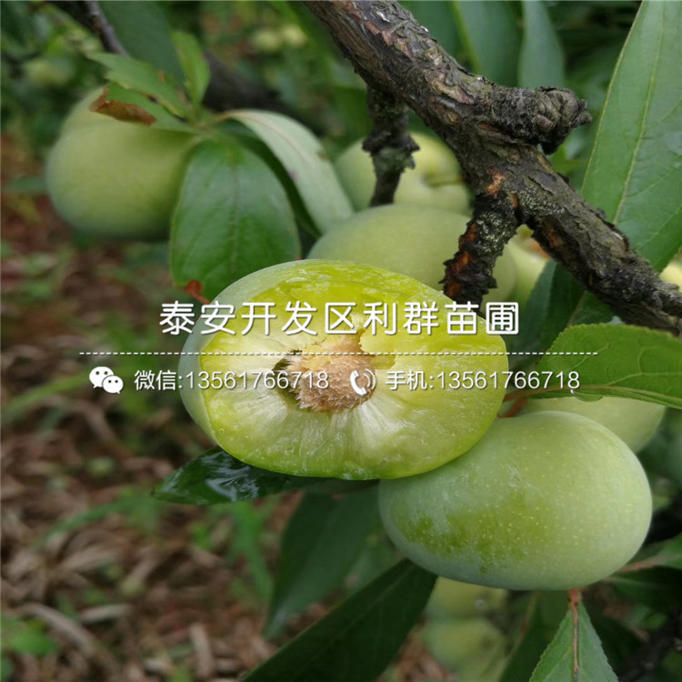 哪里有賣味王李子苗的、味王李子苗多少錢一棵